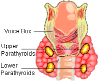 four-parathyroid-glands-and-the-reproductive-center-of-speech