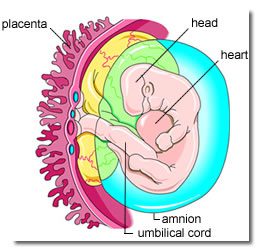Part 4 deep heart placenta and umbilical cord inner earth