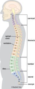 part 4 sitar astral and nerve 33 years cosmic instrument spine